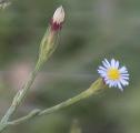 thumbnail of wild flowers